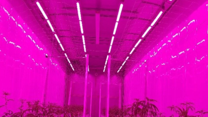  CannNext and Signify conduct research on effects of LED on compounds and plant characteristics of medicinal cannabis crops 