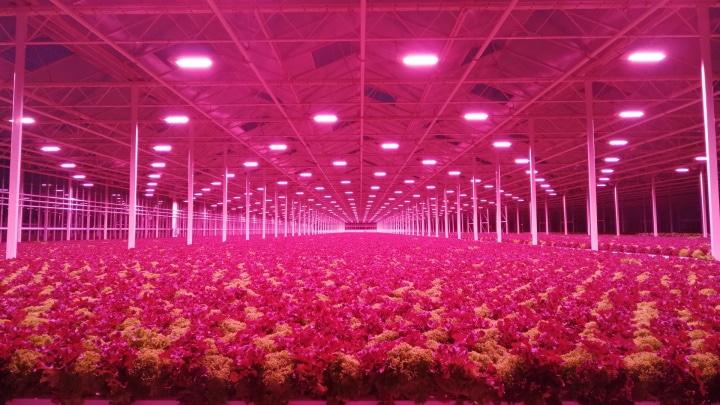 Philips GreenPower LED Toplighting Compact  is installed together with the GrowWise Control System