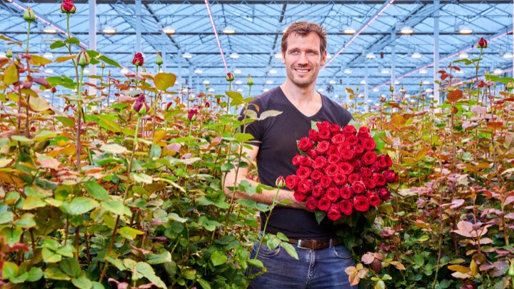 Dutch rose grower Marjoland 1