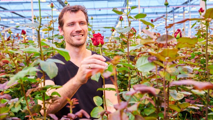 Dutch rose grower Marjoland 2