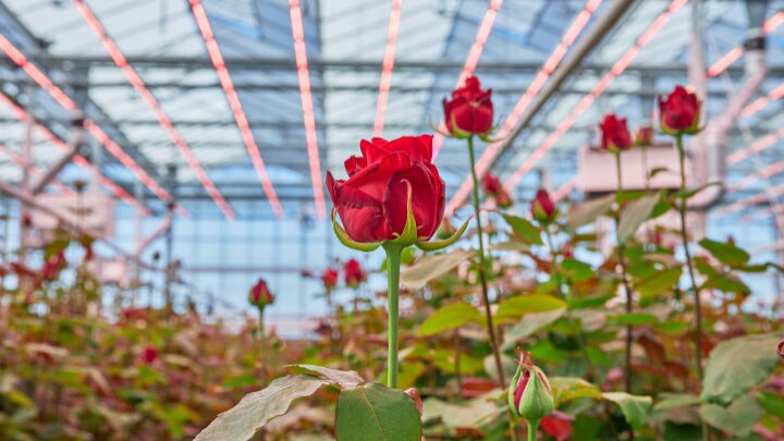 Dutch rose grower Marjoland 3