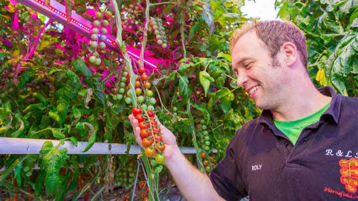 Evesham Vale Growers and R & L Holt have chosen Philips LED and HPS lighting