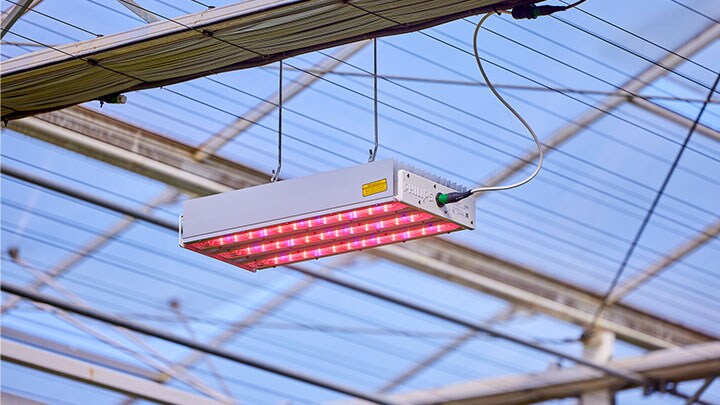 LED lighting for gerbera