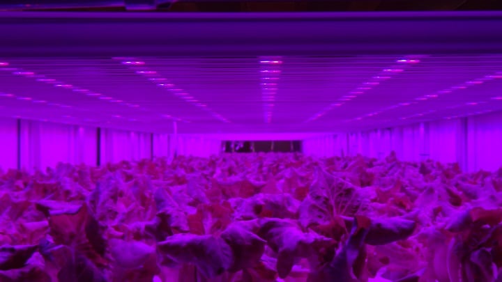 Philips GreenPower LEDs help Prime Delica to grow healthier and safer crops for 7-Eleven customers in Japan