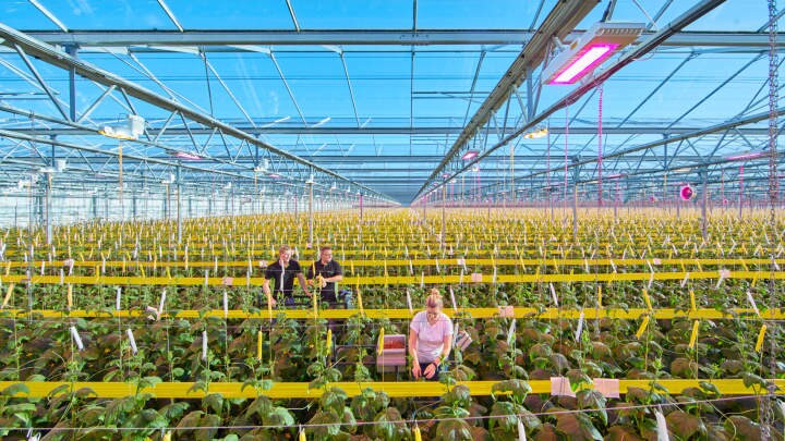 Philips LEDs contribute to a higher winter production of cucumbers