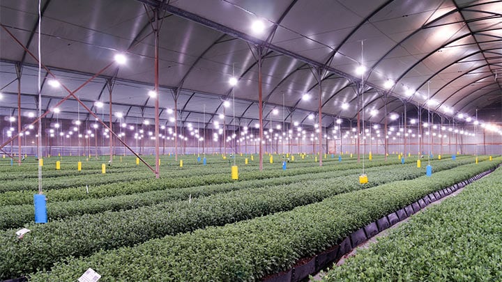 philips-lighting-helps-annual-and-perennial-cuttings-producer-and-breeder-florensis-kenya-to-prevent-early-blooming-and-achieve-93percent-energy-savings