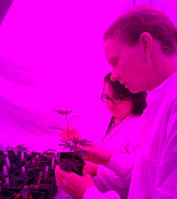 Philips LED lighting on compounds and plant characteristics of medicinal cannabis crops