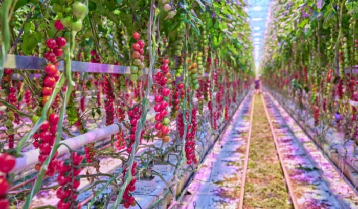 Signify horticulture lighting discount