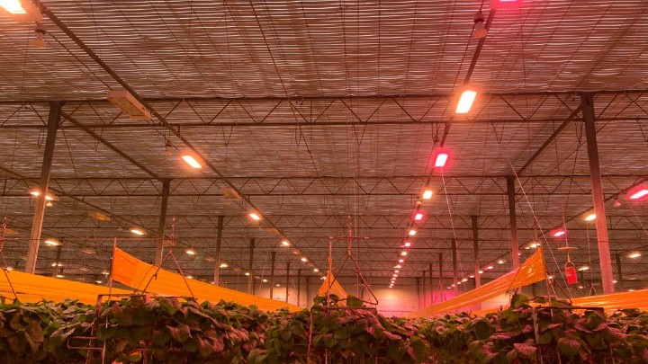 Philips GreenPower toplighting compact in strawberry