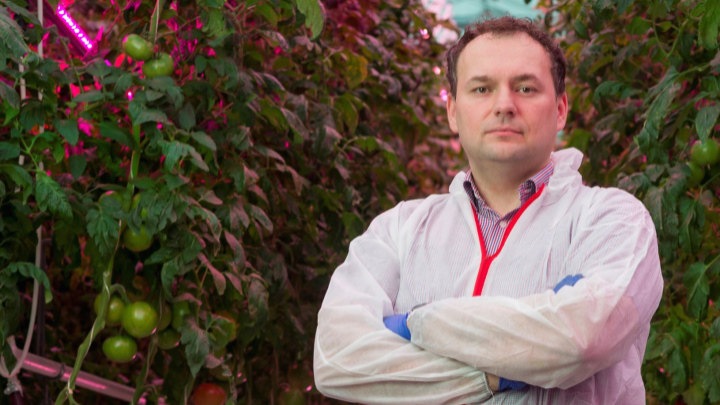 signify installs polands first full led lighting in a pink tomato greenhouse