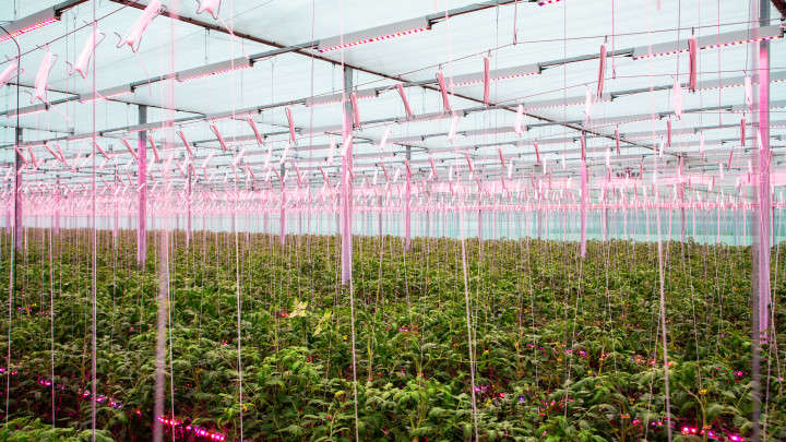 Tomato field 