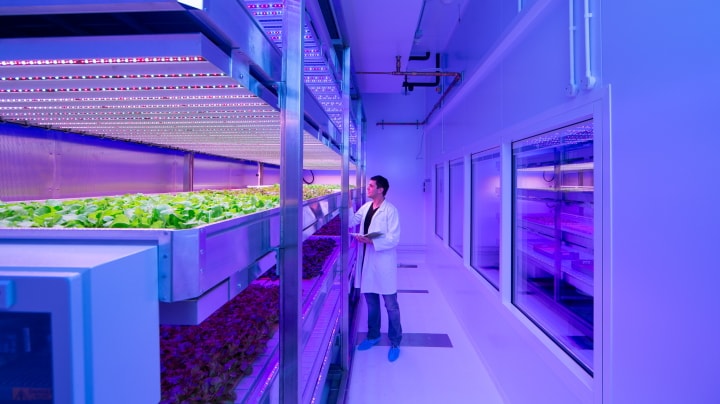 LED grow lights for strawberries produced sweeter fruit at GrowWise Center