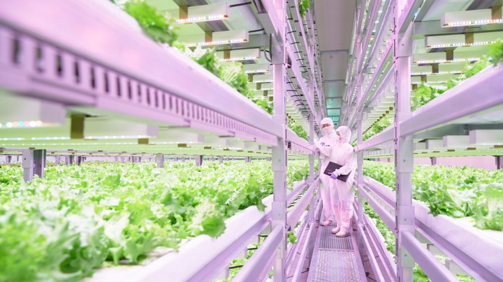 Understanding how to grow plants indoors