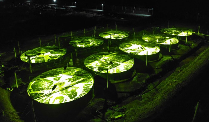 Dynamic LED lighting can improve shrimp production up to 30%