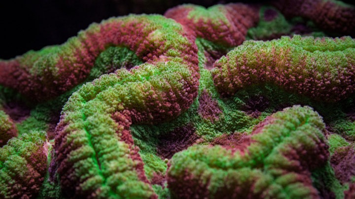 coral