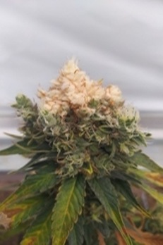 big white tip