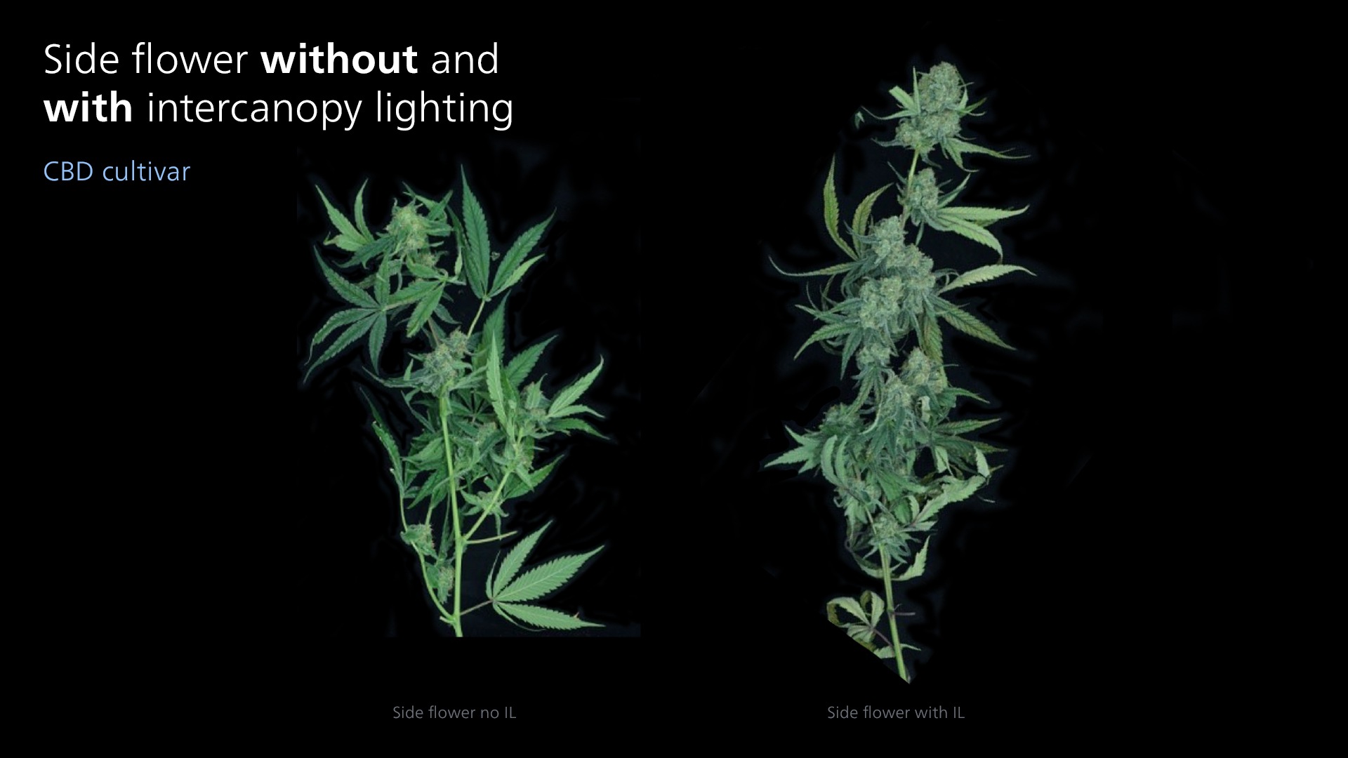 signify cbd side flower canopy lighting