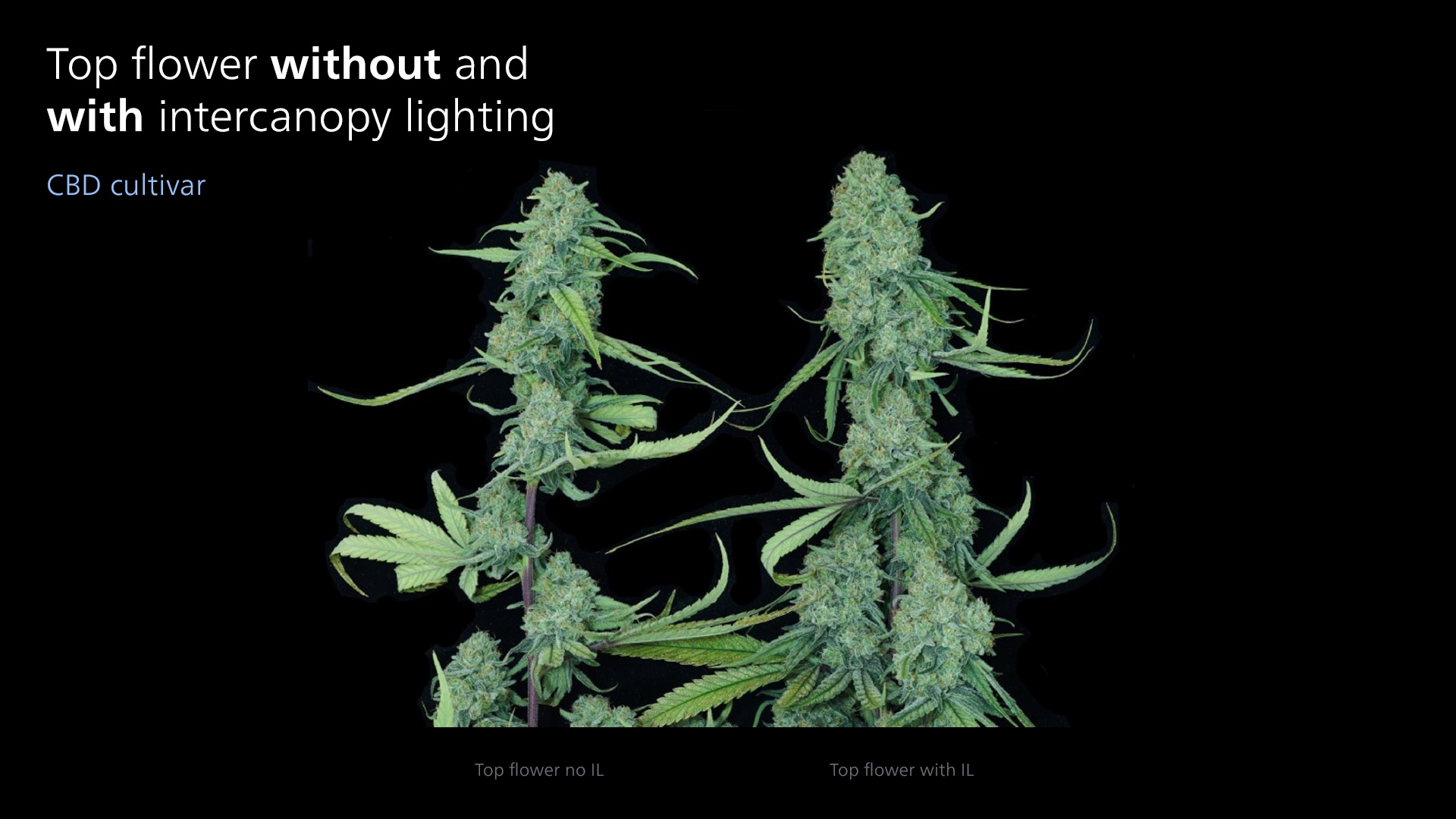 signify cbd top flower canopy lighting