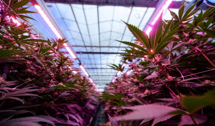 Using intense light for medicinal cannabis cultivation