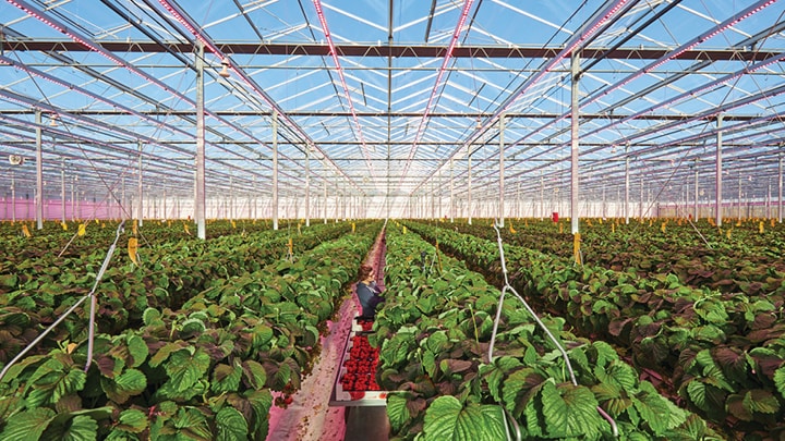Brookberries greenhouse grows strawberries all year round