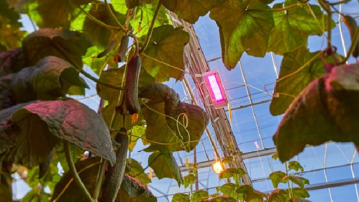 Philips GreenPower toplighting compact in cucumber greenhouse