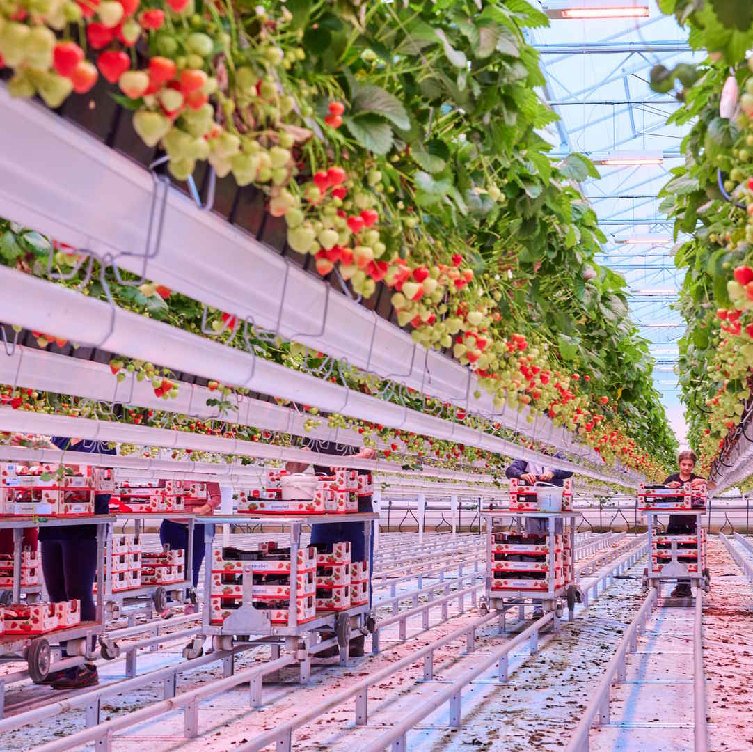 What role far-red light can play in the cultivation of June