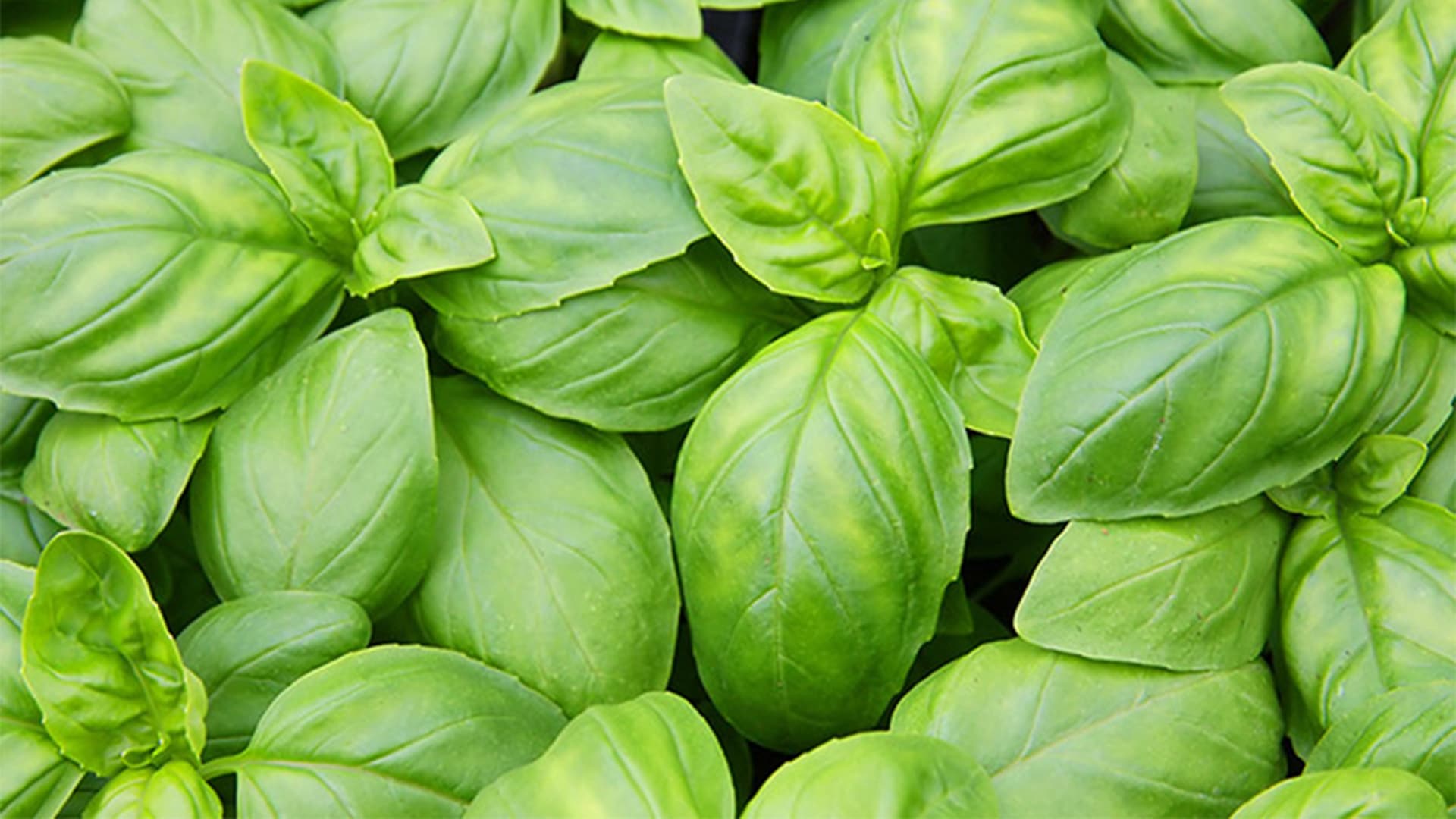 Effects of temperature on basil growth some like it hot! Philips lighting