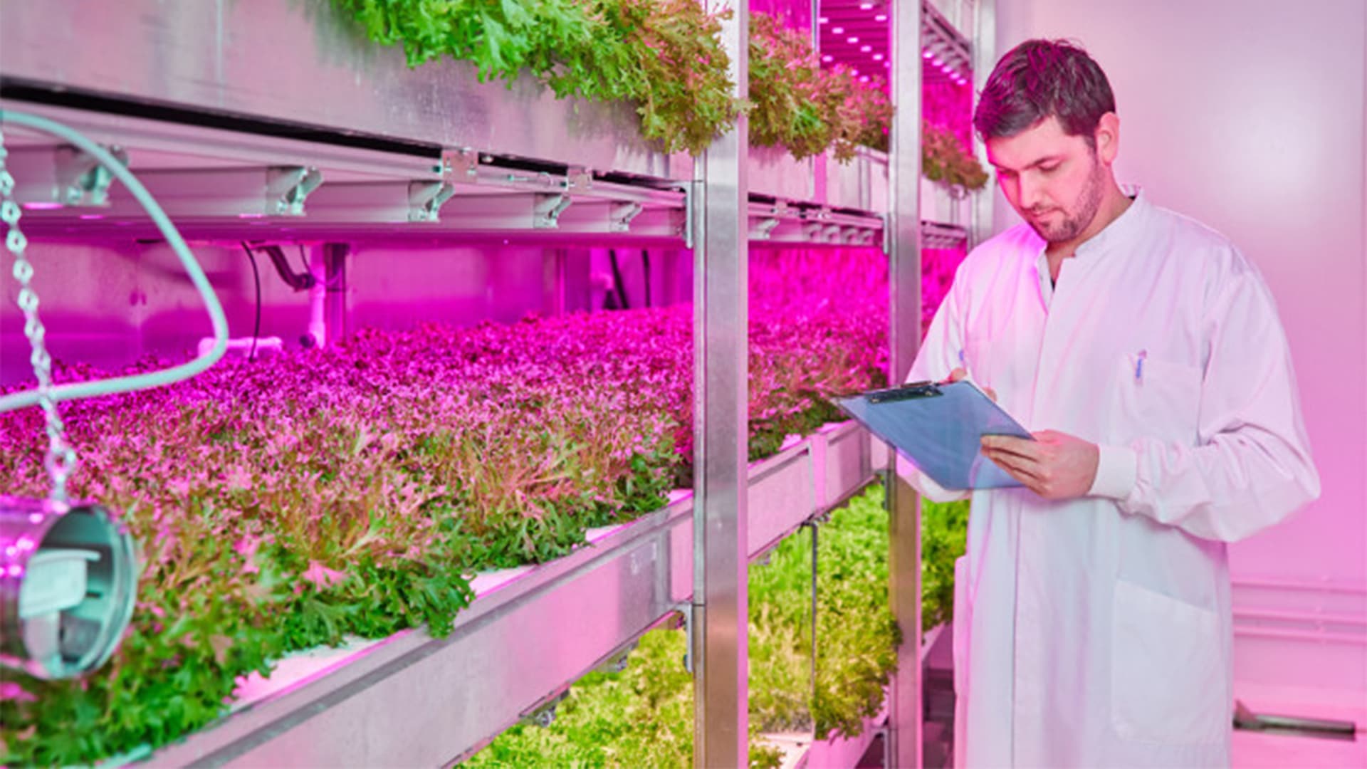 Want to control nitrate levels in leafy greens? Philips lighting