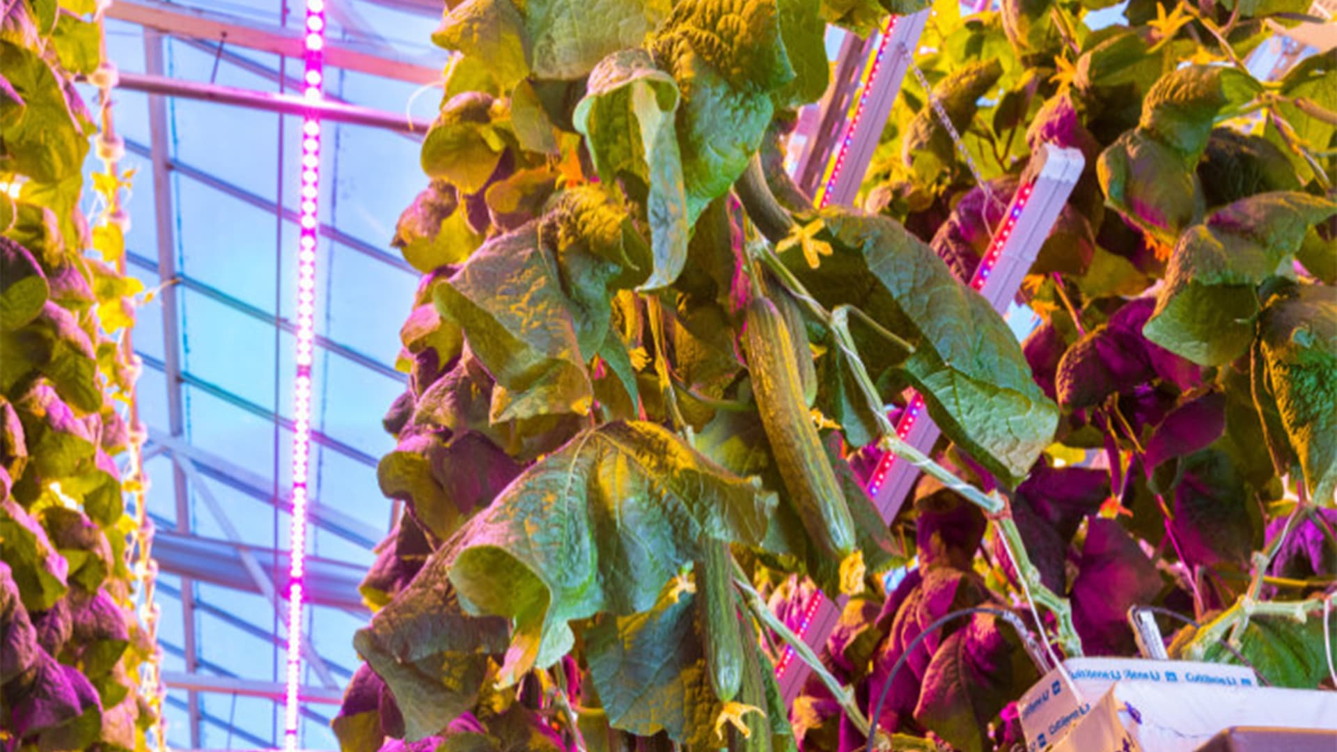 LED lights for growing vegetables Philips lighting