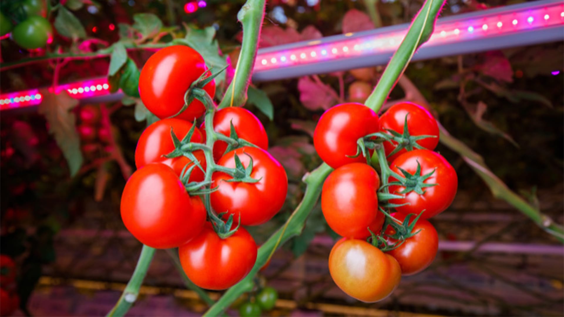 Horti calculation Philips lighting