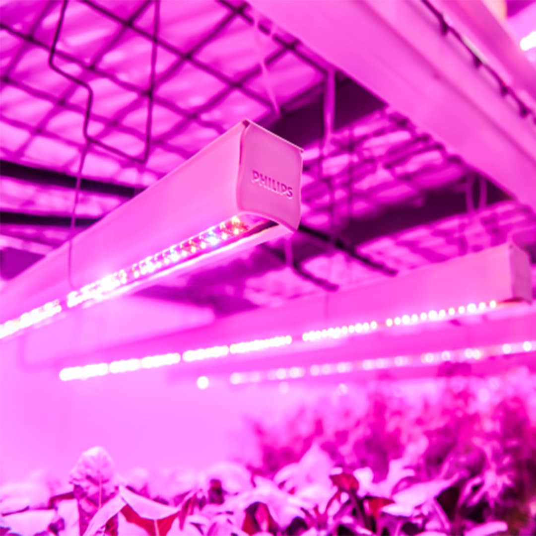 Indoor Led Production Growing