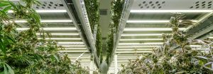  Producing High Quality Flower with Philips LED Lighting