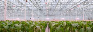 Dynamically controllable LED grow lights for plant nursery