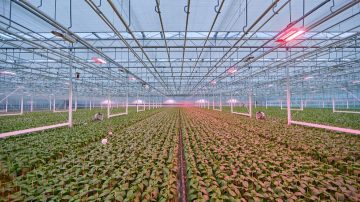 Dynamically controllable LED grow lights for plant nursery Brabant Plant