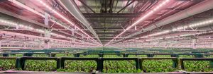 High-performance chrysanthemum cuttings with LED precision