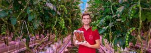 Growing the most flavorful tomatoes