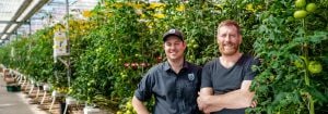 Harvesting through winter  with LED lighting