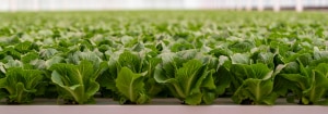 Crop quality, consistency, and efficiency under Philips LED lighting