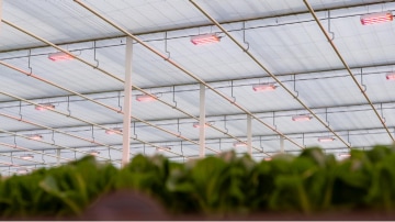 lighting solution