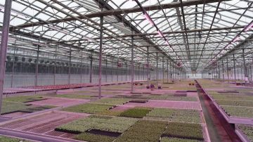 Starting-young-plants-under-Philips-LED-lighting-at-George-Sant