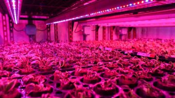 Young-plants-get-started-under-Philips-LED-lighting