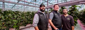 Dimmable Philips LED toplighting optimizes cucumber production