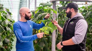 Great-Lakes-Greenhouses-North-America's-largest-cucumber-producer