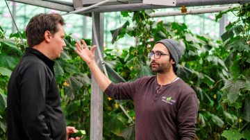 Chris Tawill discusses cucumber production under Philips LED toplighting with Philips LED Key Account Manager