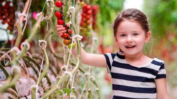 Brookberries greenhouse grows strawberries all year round Brookberries greenhouse grows strawberries all year round