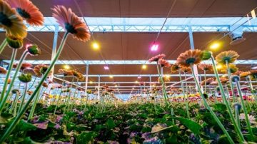 Maintaining consistent quality and production levels is essential for Hollandia Greenhouses