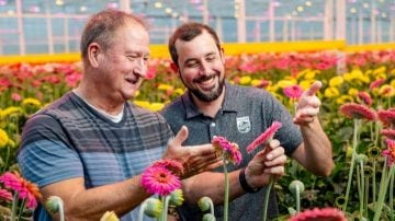Hollandia Greenhouses