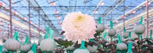 Year-round top quality chrysanthemums