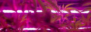Reduce veg time with Philips LED grow lights