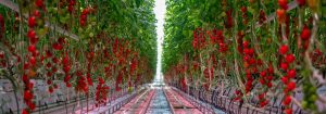Consistent crop growth with Philips LED lighting
